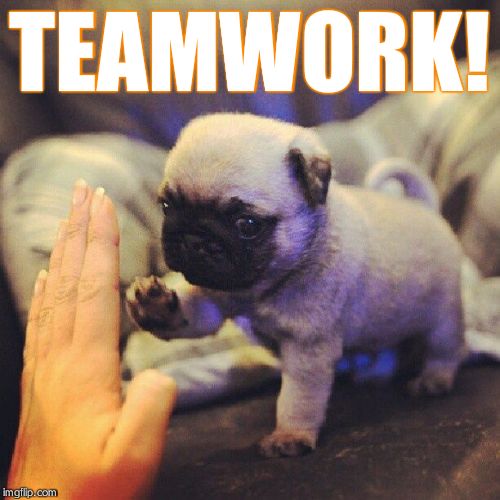 TEAMWORK! | TEAMWORK! | image tagged in pugs | made w/ Imgflip meme maker