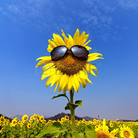 sunflower sunglasses Blank Meme Template