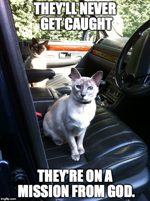 Mission from God | THEY'LL NEVER GET CAUGHT THEY'RE ON A MISSION FROM GOD. | image tagged in funny cats,cats,car,suv,blues brothers | made w/ Imgflip meme maker
