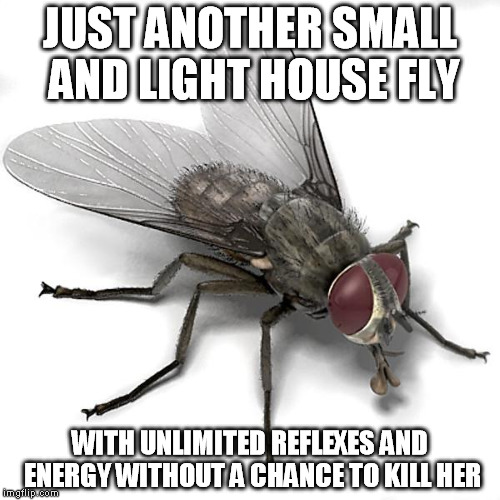 Scumbag House Fly | JUST ANOTHER SMALL AND LIGHT HOUSE FLY WITH UNLIMITED REFLEXES AND ENERGY WITHOUT A CHANCE TO KILL HER | image tagged in scumbag house fly | made w/ Imgflip meme maker