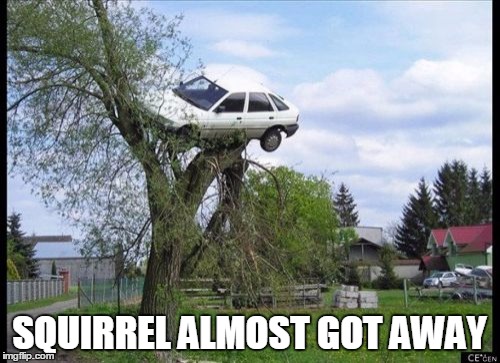 Secure Parking | SQUIRREL ALMOST GOT AWAY | image tagged in memes,secure parking | made w/ Imgflip meme maker