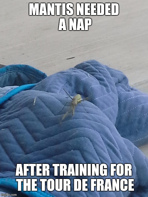 He was sitting outside my house today and I thought immediately of Raydog | MANTIS NEEDED A NAP AFTER TRAINING FOR THE TOUR DE FRANCE | image tagged in memes,mantis,raydog | made w/ Imgflip meme maker