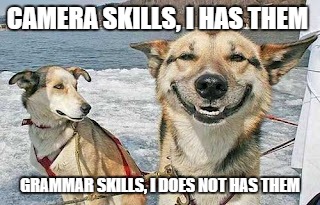 Original Stoner Dog | CAMERA SKILLS, I HAS THEM GRAMMAR SKILLS, I DOES NOT HAS THEM | image tagged in memes,original stoner dog | made w/ Imgflip meme maker