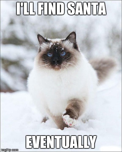 Santa Seeker Cat | I'LL FIND SANTA EVENTUALLY | image tagged in snow,cat,santa | made w/ Imgflip meme maker