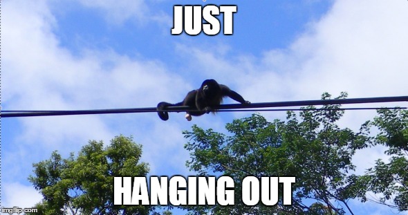 Howler monkey HANGING out | JUST HANGING OUT | image tagged in monkey,balls,monkeyballs | made w/ Imgflip meme maker