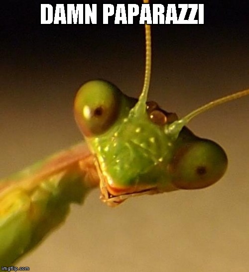 DAMN PAPARAZZI | image tagged in mantis face | made w/ Imgflip meme maker