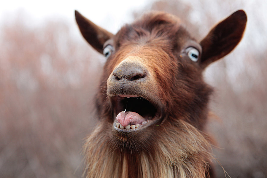 what-does-a-goat-sound-like-goat-sounds-mp3-video