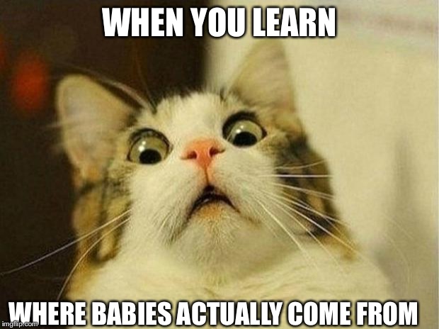 Scared Cat | WHEN YOU LEARN WHERE BABIES ACTUALLY COME FROM | image tagged in memes,scared cat | made w/ Imgflip meme maker