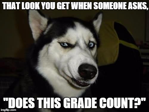 Funny Dog | THAT LOOK YOU GET WHEN SOMEONE ASKS, "DOES THIS GRADE COUNT?" | image tagged in funny dog | made w/ Imgflip meme maker