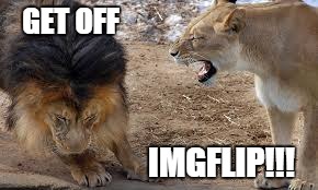 lion yelling | GET OFF IMGFLIP!!! | image tagged in lion yelling | made w/ Imgflip meme maker
