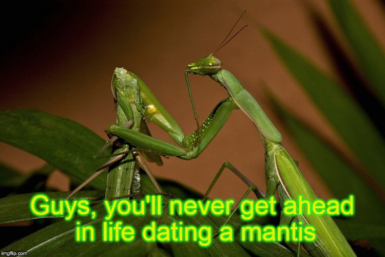 Getting ahead? | Guys, you'll never get ahead in life dating a mantis | image tagged in mantis cannibal | made w/ Imgflip meme maker