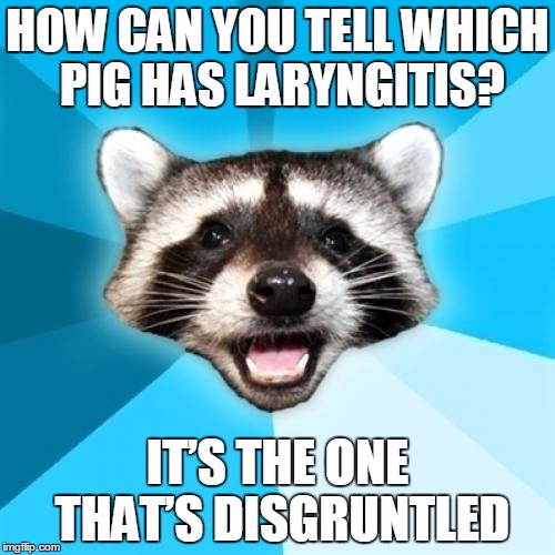 Lame Pun Coon | HOW CAN YOU TELL WHICH PIG HAS LARYNGITIS? IT’S THE ONE THAT’S DISGRUNTLED | image tagged in memes,lame pun coon | made w/ Imgflip meme maker