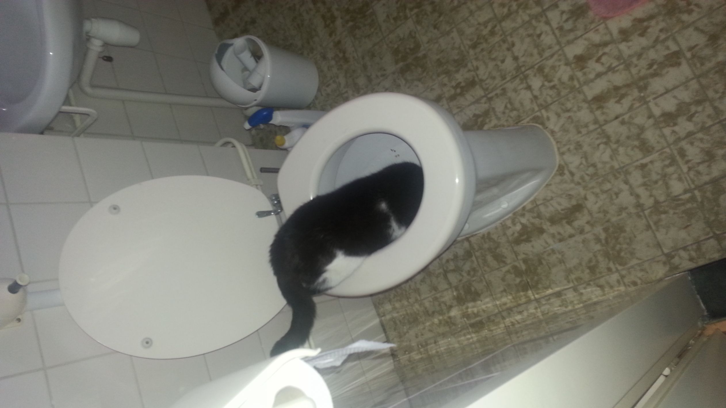 cat in toilet Blank Meme Template