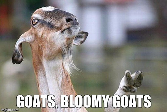 Billy goat no thanks | GOATS, BLOOMY GOATS | image tagged in billy goat no thanks | made w/ Imgflip meme maker