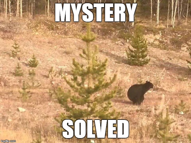 Does a bear....? | MYSTERY SOLVED | image tagged in bear,pooping | made w/ Imgflip meme maker