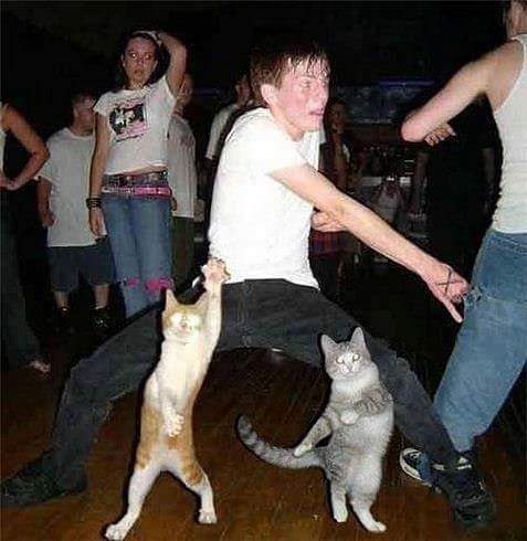 Disco Kittys Blank Meme Template