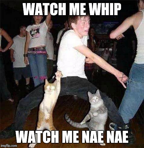 Disco Kittys | WATCH ME WHIP WATCH ME NAE NAE | image tagged in disco kittys | made w/ Imgflip meme maker