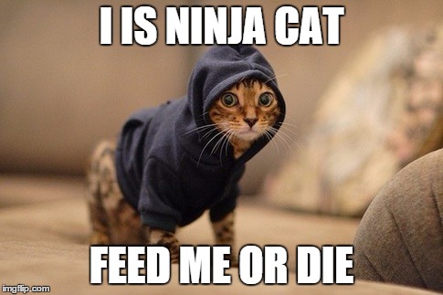 Hoody Cat Meme | I IS NINJA CAT FEED ME OR DIE | image tagged in memes,hoody cat | made w/ Imgflip meme maker