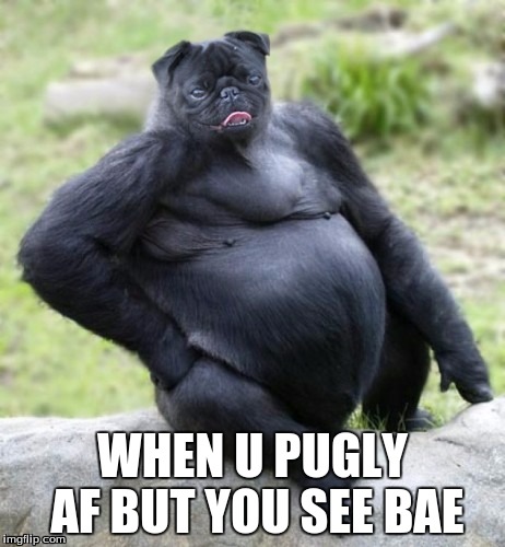 Pugly AF | WHEN U PUGLY AF BUT YOU SEE BAE | image tagged in bae | made w/ Imgflip meme maker