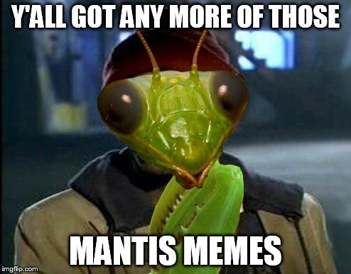 ImgFlip can't get enough of these... | Y'ALL GOT ANY MORE OF THOSE MANTIS MEMES | image tagged in yall got any more of mantis memes,yall got any more of,memes,praying mantis | made w/ Imgflip meme maker