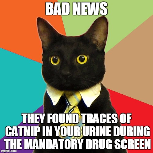 Business Cat Violates the Sobriety Clause in His Contract | BAD NEWS THEY FOUND TRACES OF CATNIP IN YOUR URINE DURING THE MANDATORY DRUG SCREEN | image tagged in business cat,catnip | made w/ Imgflip meme maker