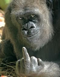 High Quality Gorilla fuck Blank Meme Template