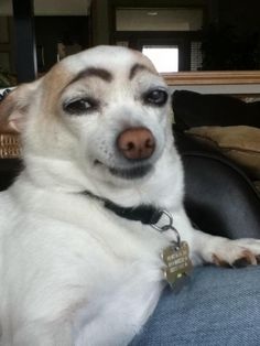 Eyebrow dog Blank Meme Template