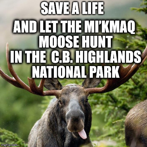 Moose | SAVE A LIFE AND LET THE MI’KMAQ MOOSE HUNT IN THE  C.B. HIGHLANDS NATIONAL PARK | image tagged in moose | made w/ Imgflip meme maker