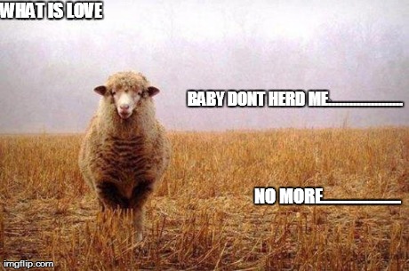 WHAT IS LOVE BABY DONT HERD ME..................... NO MORE...................... | image tagged in funny,animals | made w/ Imgflip meme maker