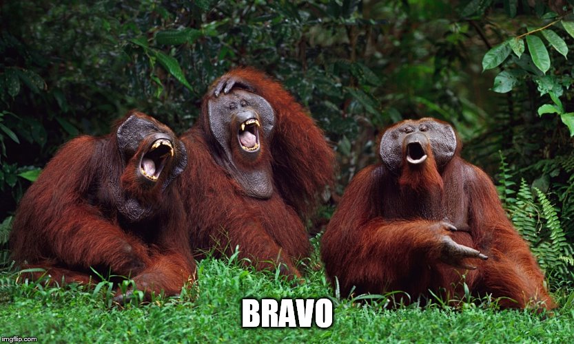 laughing orangutans | BRAVO | image tagged in laughing orangutans | made w/ Imgflip meme maker