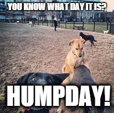 YOU KNOW WHAT DAY IT IS? HUMPDAY! | image tagged in dogs | made w/ Imgflip meme maker