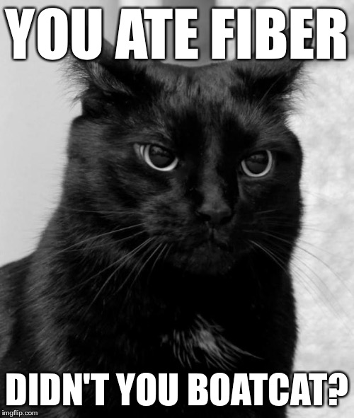 Pissed cat | YOU ATE FIBER DIDN'T YOU BOATCAT? | image tagged in pissed cat | made w/ Imgflip meme maker