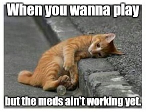 When you wanna play but the meds ain't working yet. | image tagged in lazy cat | made w/ Imgflip meme maker