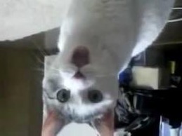 omg cat 1 | . | image tagged in omg cat 1 | made w/ Imgflip meme maker