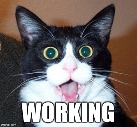 Whoa cat | WORKING | image tagged in whoa cat | made w/ Imgflip meme maker