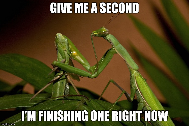 Mantis Cannibal | GIVE ME A SECOND I'M FINISHING ONE RIGHT NOW | image tagged in mantis cannibal | made w/ Imgflip meme maker