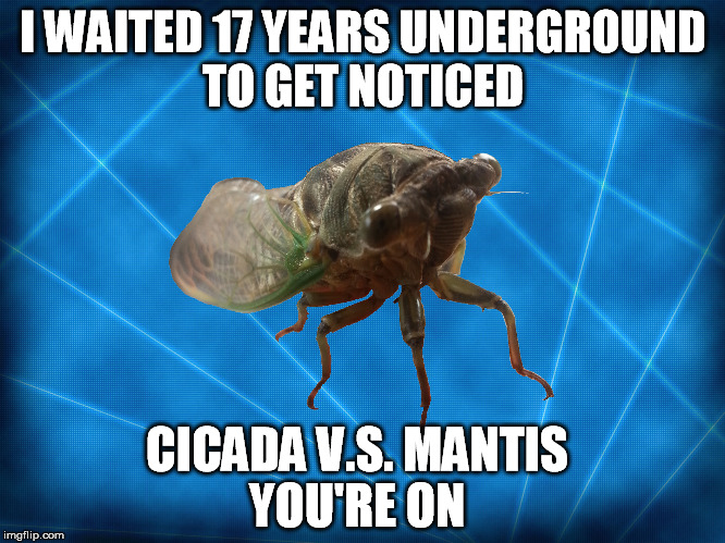 I WAITED 17 YEARS UNDERGROUND TO GET NOTICED CICADA V.S. MANTIS YOU'RE ON | image tagged in conspiracy cicada  | made w/ Imgflip meme maker