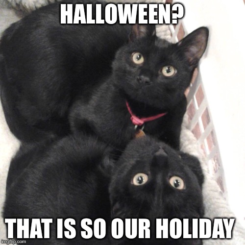 HALLOWEEN? THAT IS SO OUR HOLIDAY | image tagged in basket cats | made w/ Imgflip meme maker