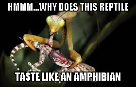 Mantis Eating Lizard | HMMM...WHY DOES THIS REPTILE TASTE LIKE AN AMPHIBIAN | image tagged in mantis eating lizard | made w/ Imgflip meme maker