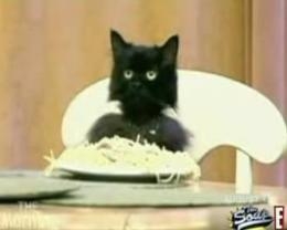 High Quality spaghetti cat Blank Meme Template