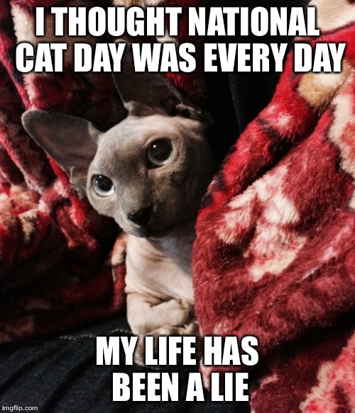 Disenchanted Stephen Kitty | I THOUGHT NATIONAL CAT DAY WAS EVERY DAY MY LIFE HAS BEEN A LIE | image tagged in memes,cats | made w/ Imgflip meme maker