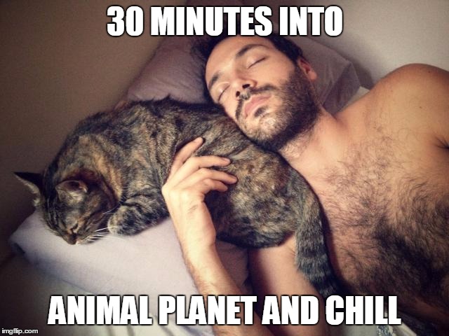 Animal Planet and Chill | 30 MINUTES INTO ANIMAL PLANET AND CHILL | image tagged in animal planet,chill,netflix,netflix and chill | made w/ Imgflip meme maker