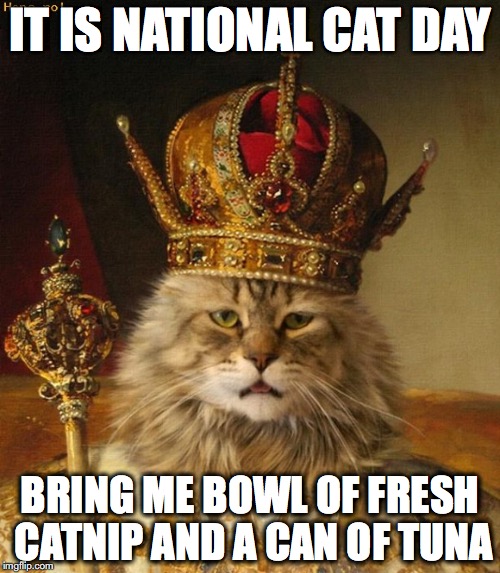 national cat day | IT IS NATIONAL CAT DAY BRING ME BOWL OF FRESH CATNIP AND A CAN OF TUNA | image tagged in cat | made w/ Imgflip meme maker