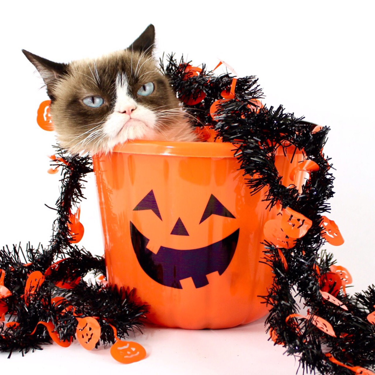 High Quality Grumpy Cat Halloween Blank Meme Template