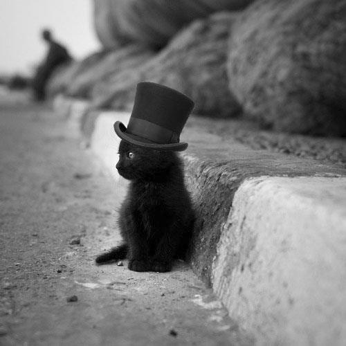 High Quality Black cat top hat Blank Meme Template