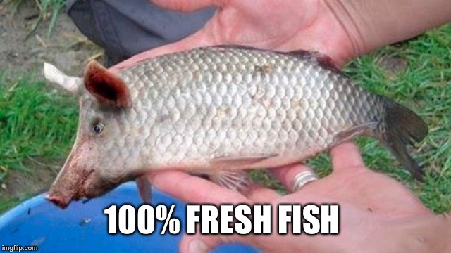 100% FRESH FISH | made w/ Imgflip meme maker