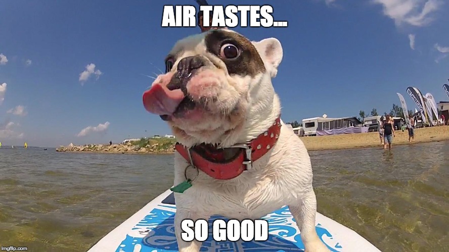 AIR TASTES... SO GOOD | image tagged in dogs,funny dogs,go pro,funny meme | made w/ Imgflip meme maker