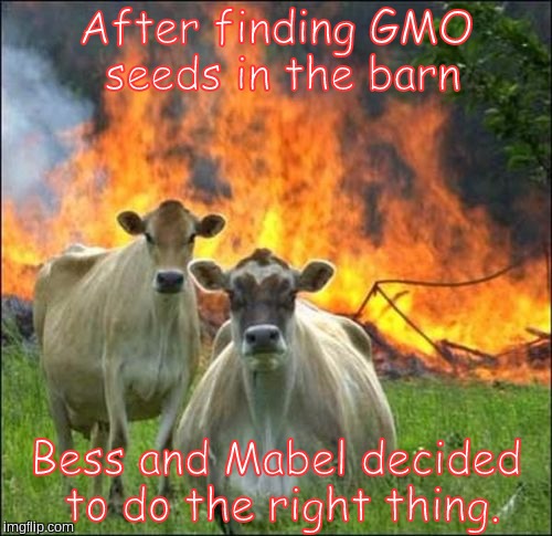 Cows demand real food. | After finding GMO seeds in the barn Bess and Mabel decided to do the right thing. | image tagged in memes,evil cows,gmo | made w/ Imgflip meme maker