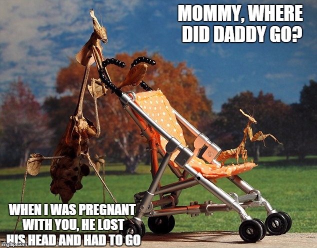 Mommy and Baby Mantis Taking a Stroll | MOMMY, WHERE DID DADDY GO? WHEN I WAS PREGNANT WITH YOU, HE LOST HIS HEAD AND HAD TO GO | image tagged in praying mantis,mantis | made w/ Imgflip meme maker