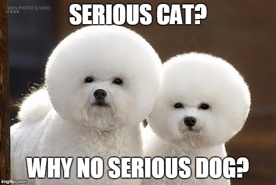 Bichon Frise | SERIOUS CAT? WHY NO SERIOUS DOG? | image tagged in bichon frise | made w/ Imgflip meme maker